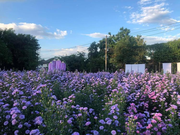 Blooming flower and picnic