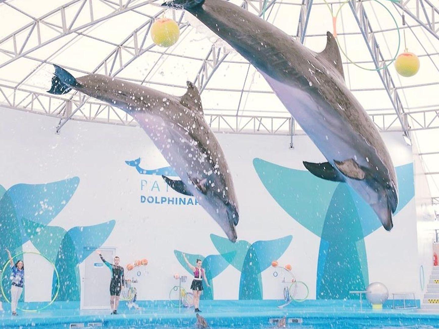 Dolphinarium Pattaya