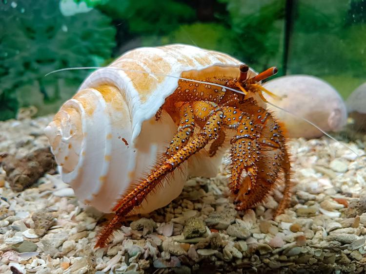 Phuket Aquarium Phuket Aquarium