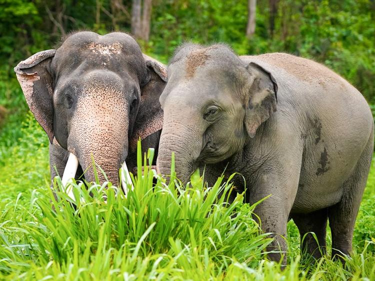 国家市政研究所在的赞助下Galyani Vadhana 公主殿下Krom Luang Narathiwat Ratchanakarin