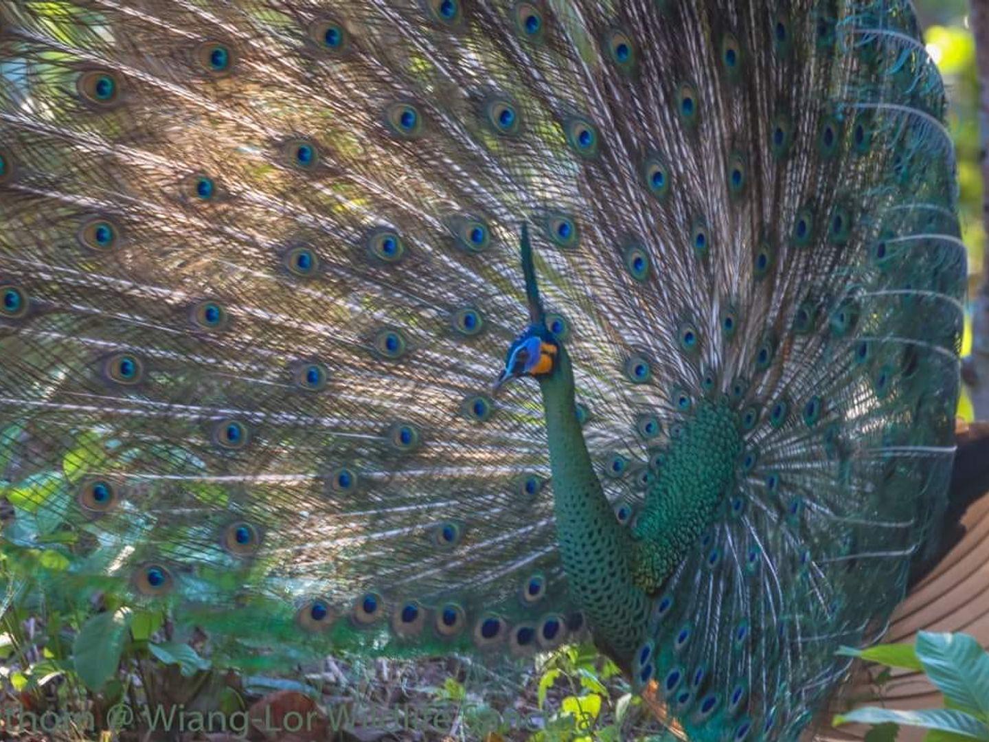 Wiang Lo Wildlife Sanctuary