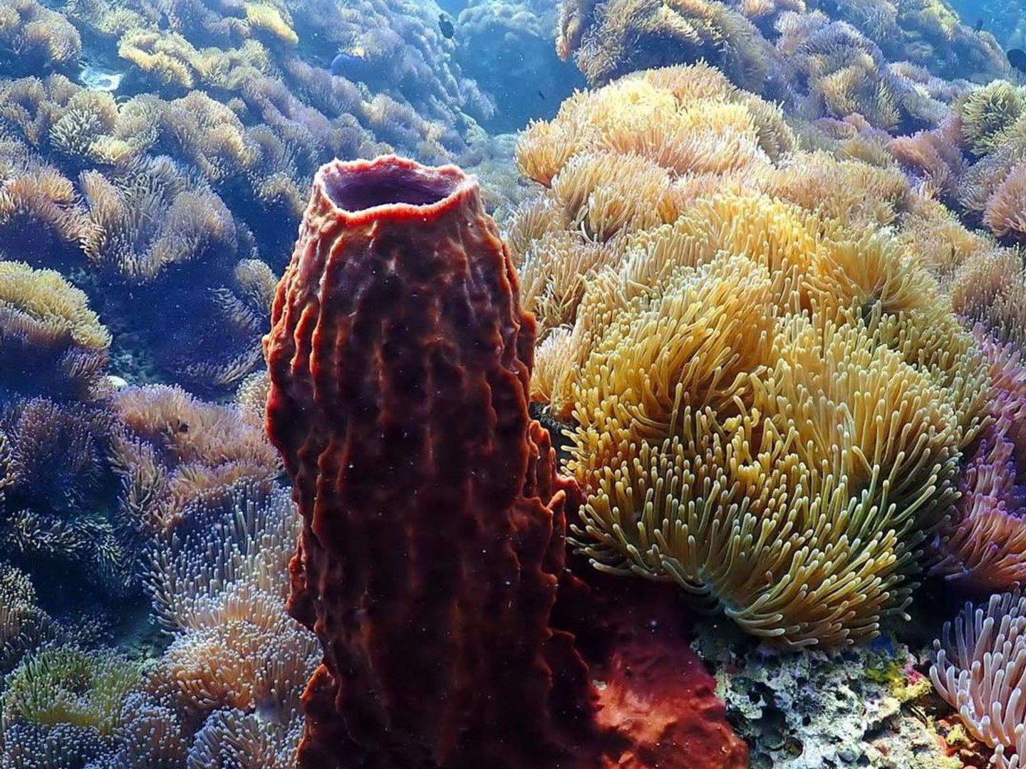 Koh Ran Ped - Koh Ran Kai