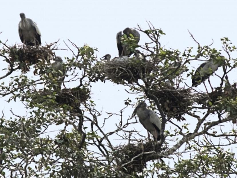 bird island