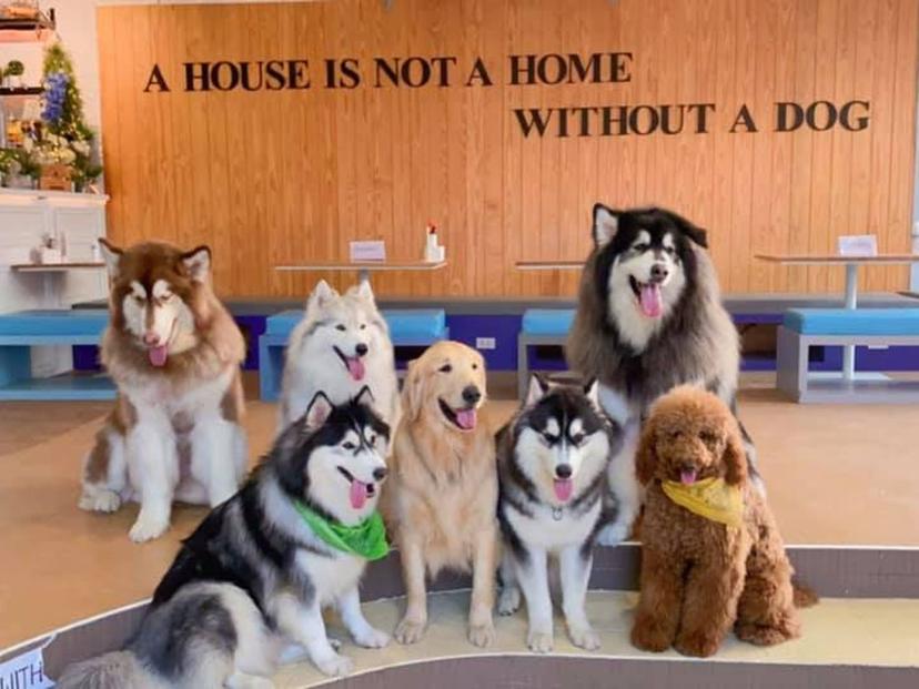 Husky House Cafe