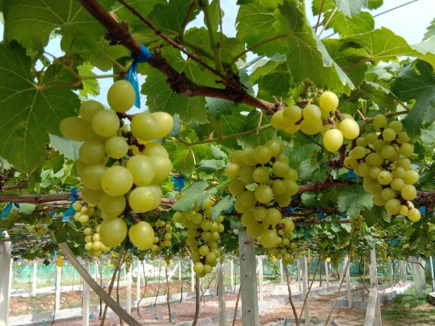 Muensiri Vineyard and Sakai Coffee Roasters