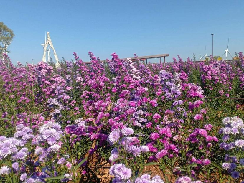 Amornthap Flower Field, Khao Kho Windmills