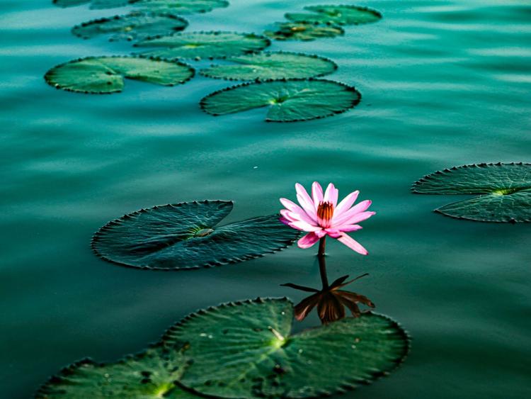 Red Lotus Sea, Nong Khai