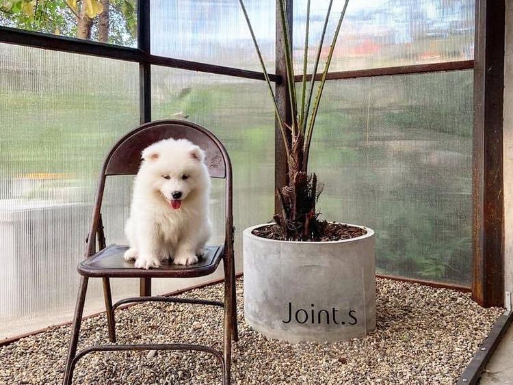 The translation of "Joint.s" in Thai is not clear. Could you please provide more context or confirm if it refers to a specific place?