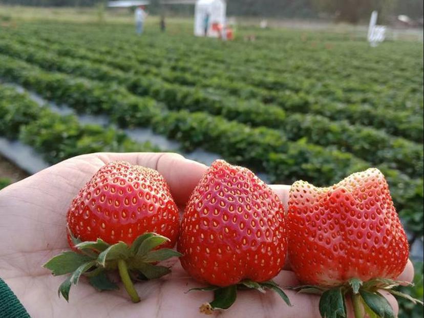 Strawberry Love Story Farm