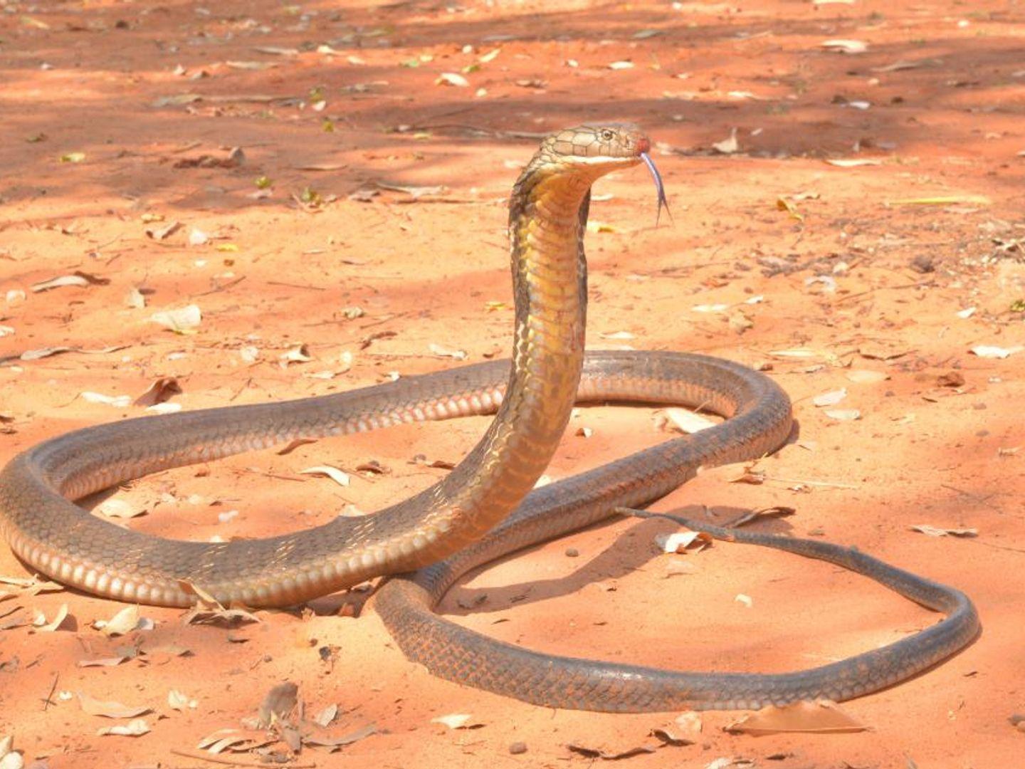 King Cobra Farm Chiang Mai Show