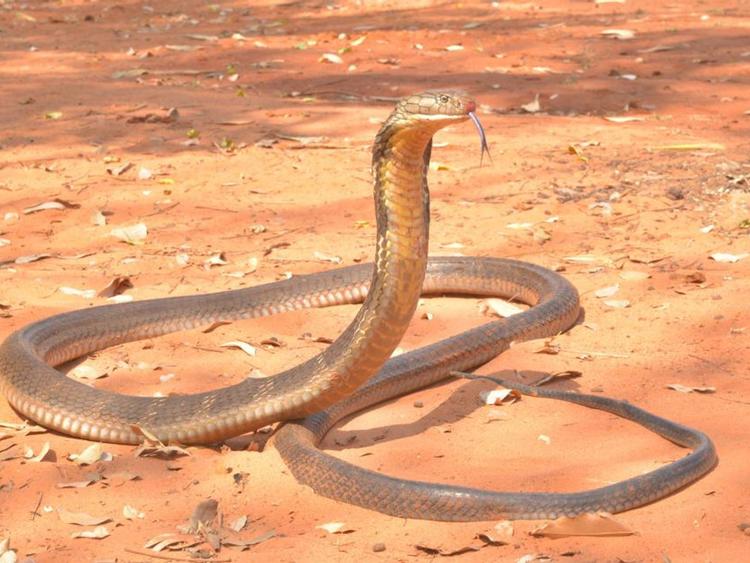 King Cobra Farm Chiang Mai Show