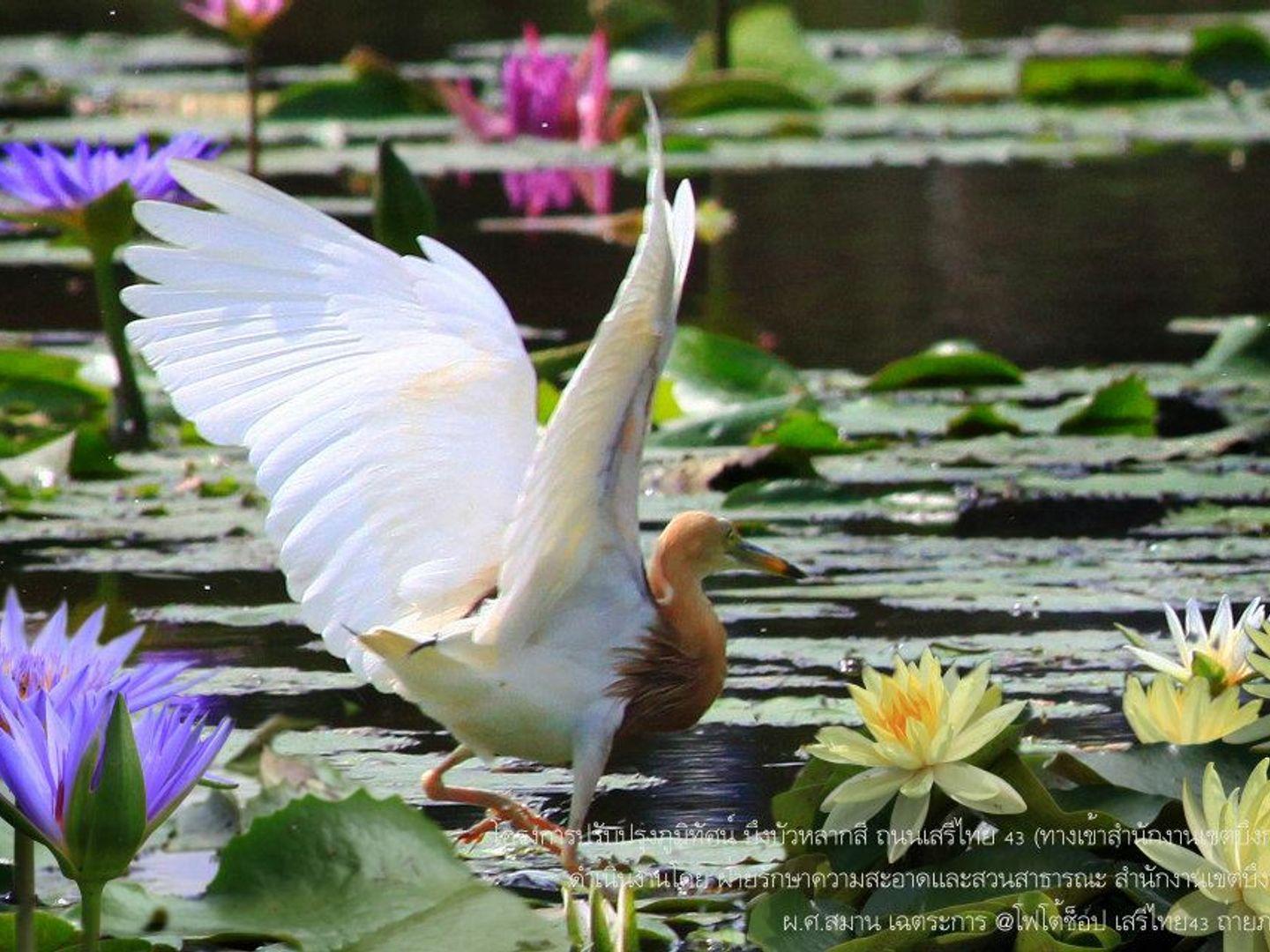 Lotus Park @ Bueng Kum District