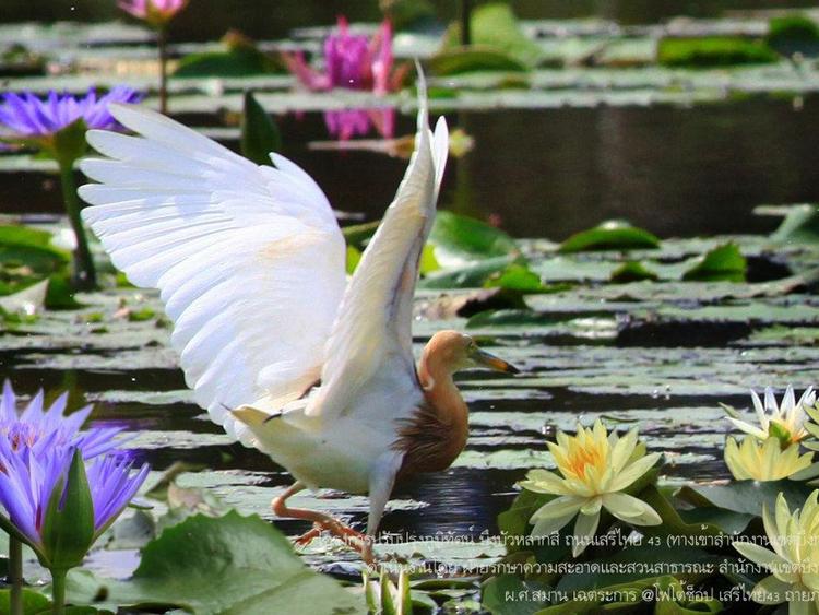 Lotus Park @ Bueng Kum District