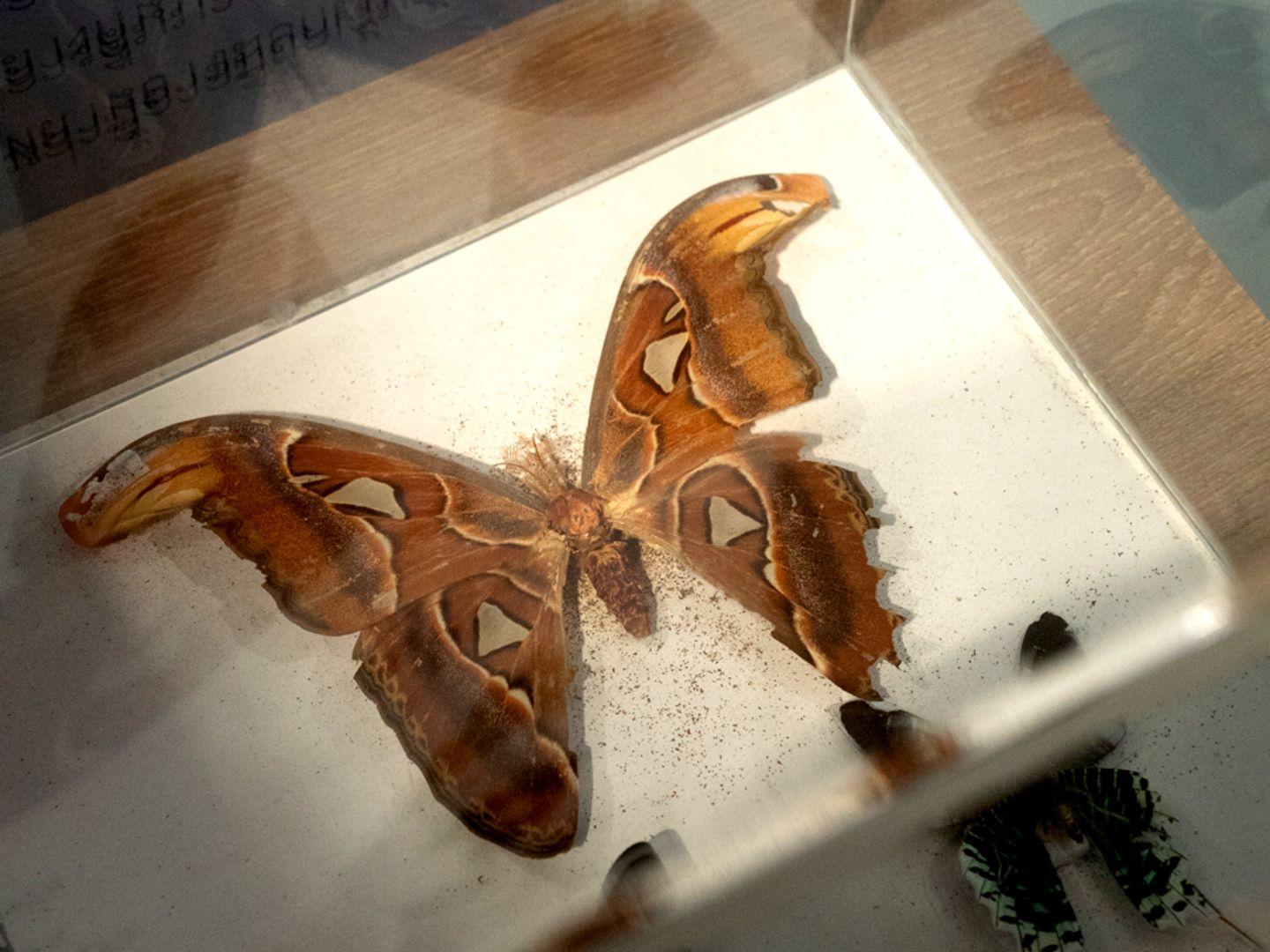 Caterpillar butterfly