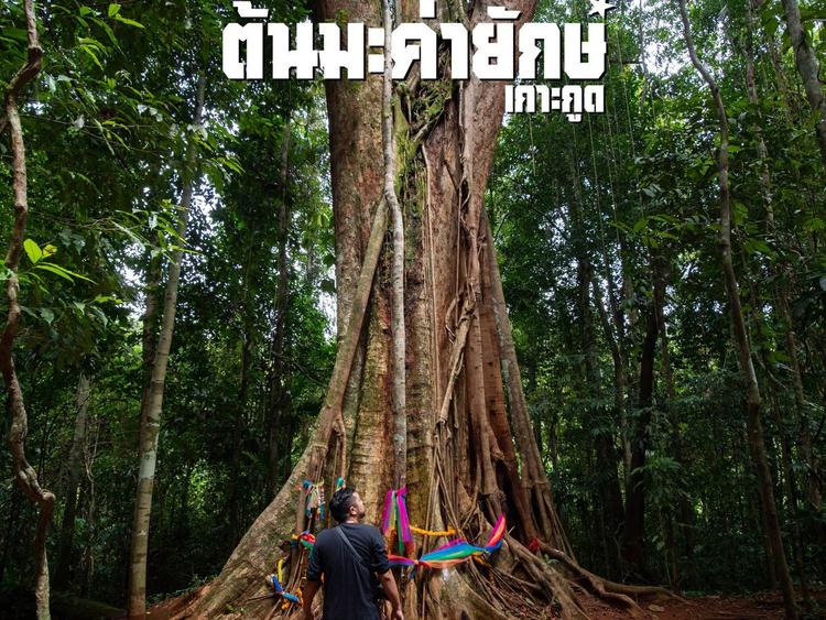 Giant Banyan Tree, Koh Kut