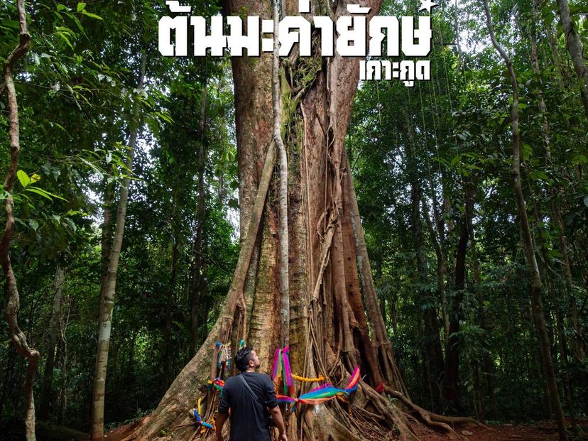 ต้นไทรยักษ์ เกาะกูด