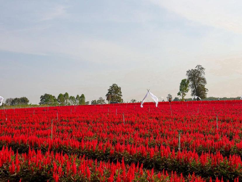 Flower Garden, Ban Huay Samran