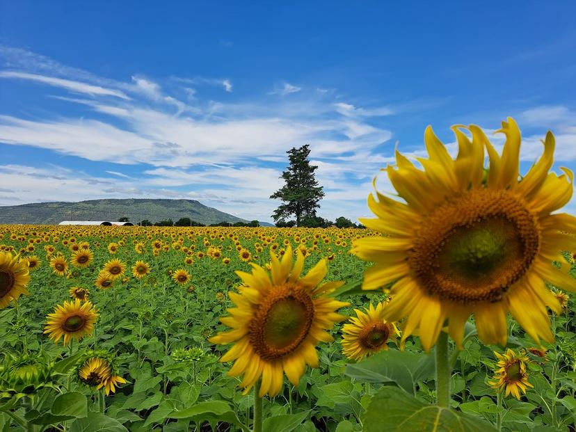 Sunflower Field, Khun Ram Yong Farm