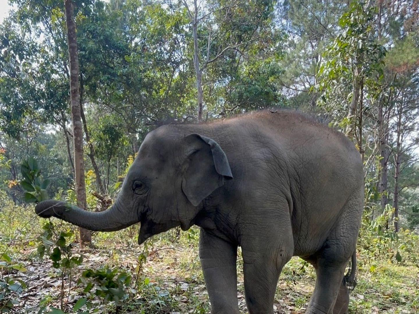 Elephant Pride Sanctuary