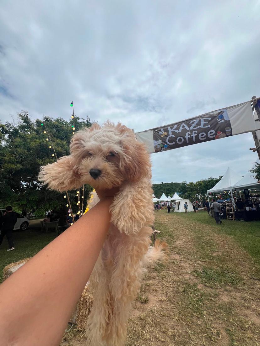 Kaze Camp & Coffee