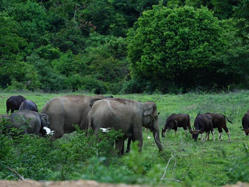 Kui Buri National Park