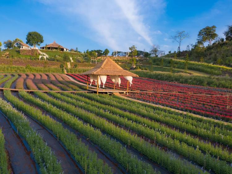 the peak flower land เขาใหญ่