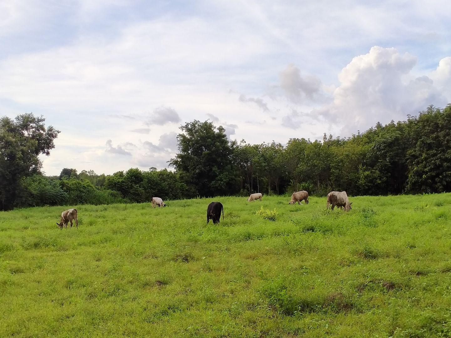 POPLand กาฬสินธุ์