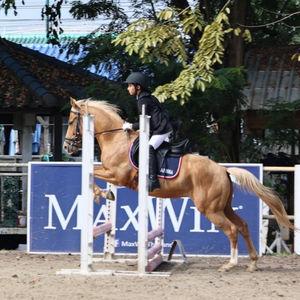 PVS horse club & horse cafe