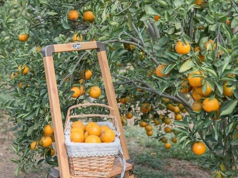 สวนส้มเปาเปา โฮมสเตย์ม่อนแจ่ม เชียงใหม่