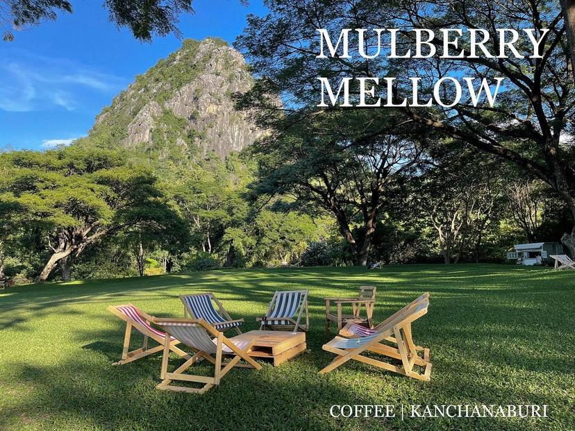Mulberry Mellow